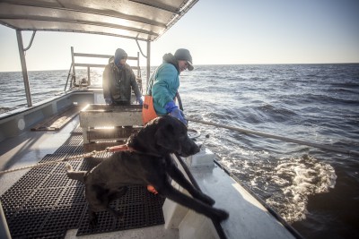 Crab fishermen search for derelict crab pots during a cleanup effort earlier this month. Photo: Swell Films