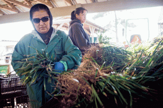Workers at Johnson Nursery in Pender County have to add insecticide to kill fire ants in every potted plant sold. Photo: Business North Carolina