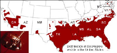 Imported red fire ant can now be found in all southern states and in parts of New Mexico and California. Map: University of California-Berkley