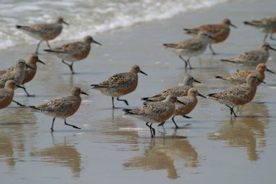Opponents of the proposed terminal groin on Figure Eight Island fear that the structure would destroy valuable habitat for rare birds, like these red knots. Photo: Sam Bland