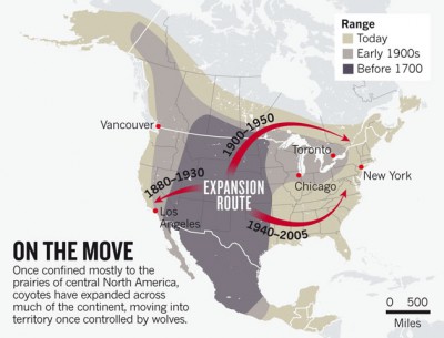 From its original habitat in the West, the coyote has spread throughout North America. Map: Cook County, Ill., Coyote Project and Ohio State University