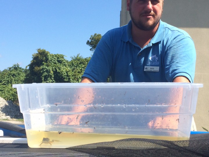 Gopher Frogs Get Head Start on Life