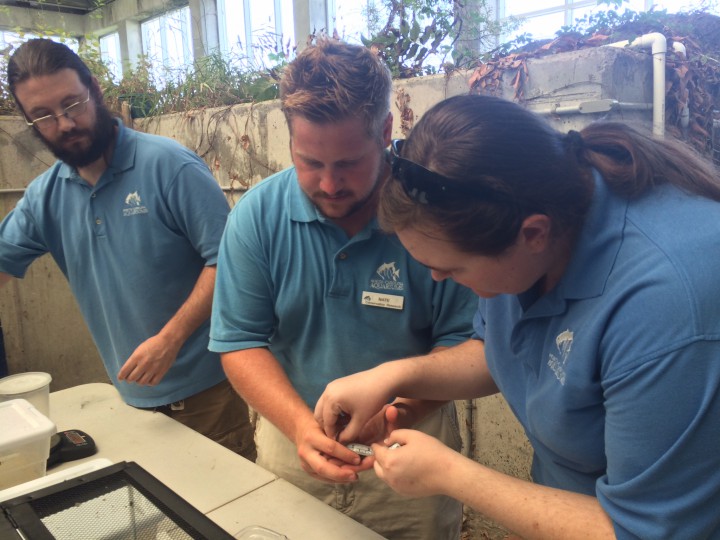 Aquarium volunteers Allen Jones, left, and Ellen Hindman flank Nate Akers as the team measures and weighs metamorphs at the aquarium. Photo: Mark Hibbs