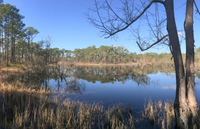 Patsy Pond in the Croatan National Forest in Carteret County is an example of gopher frog habitat. Photo: Mark Hibbs