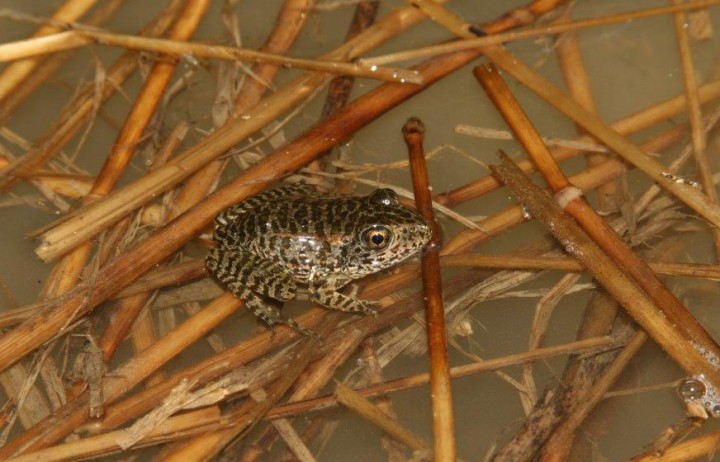Carolina gopher frogs range in color from pale gray or tan to dark, almost black, with spots. Photo: Jeff Hall