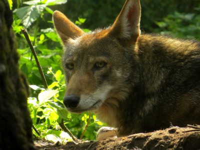 The eastern red wolf, shown here, is slightly larger than the coyote. Photo: Wolf Haven International