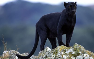 Are There Really Black Panthers? - The National Wildlife Federation Blog