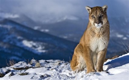 puma north carolina