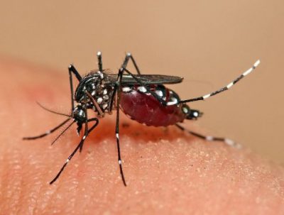 Aedes aegypti is the mosquito that is thought to transmit the Zika virus. Photo: Muhammad Mahdi Karim / Wikimedia Commons