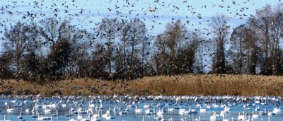 Mattamuskeet National Wildlife Refuge is a haven for migratory birds, including the tundra swan, Canada goose and other species. Photo: U.S. Fish and Wildlife Service