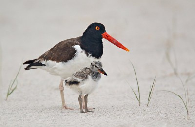 American oystercatcher with chick. Photo: USFWS