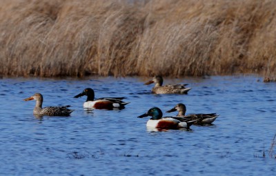 The northern shoveler is a migratory species that depends on shallow water for its habitat, such as these at Lake Mattamuskeet. Photo: Sam Bland