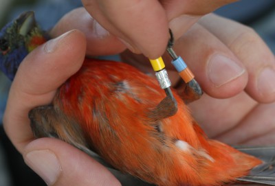 Each bird receives an aluminum band with a unique identification number as well as three colored bands that reference where it was banded. Photo: Sam Bland