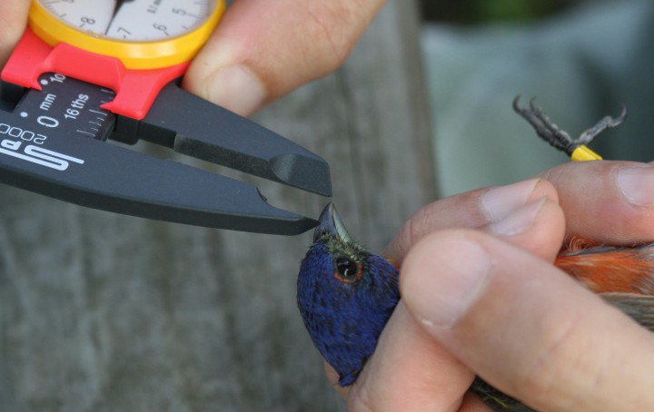 Researchers measure a painted bunting's beak. Photo: Sam Bland