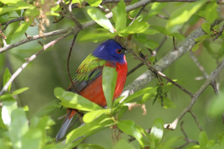 A male painted bunting takes cover in a tree. Photo: Sam Bland