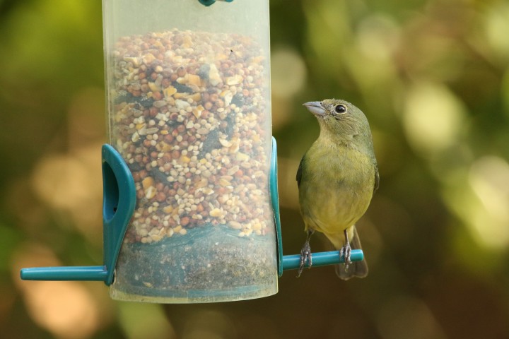 A female painted bunting perches at a feeder. Photo: Sam Bland