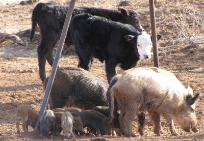 Feral swine are prolific breeders. Sows have about one and a half litters per year with each litter averaging five to six piglets. Photo: Justin Stevenson