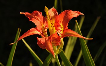 The pine lily is a regional endemic plant found in pine savannas and treeless grasslands in the region. Photo: Reed Noss