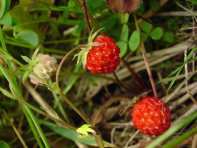No matter the modern domesticated strawberry, its lineage traces to North America’s native Fragaria virginiana. That wild berry’s range touches nearly every U.S. state. Photo: New England Wild Flower Society
