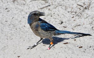  The Florida scrub-jay is one of the few endemic bird species of the coastal plain. Photo: Reed Noss 