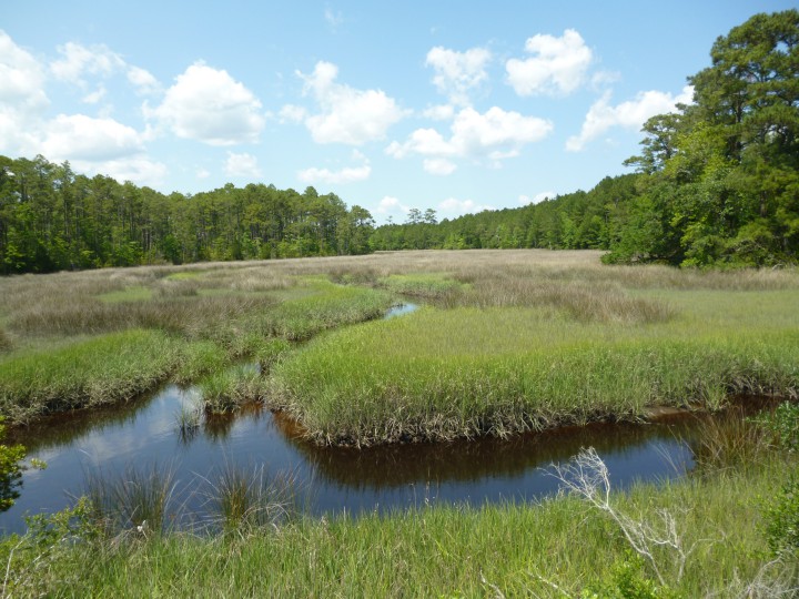 The N.C. Coastal Land Trust has purchased this property, 302 acres near Newport. Photo: N.C. Coastal Land Trust