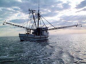 Shrimp Trawl Bycatch: Virginia vs North Carolina - The Hull Truth