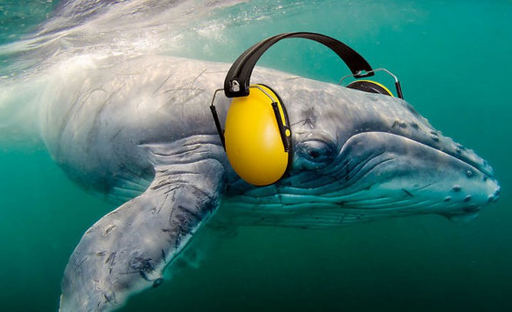 Seismic Testing Q&A: Whales and Fishermen | Coastal Review Online