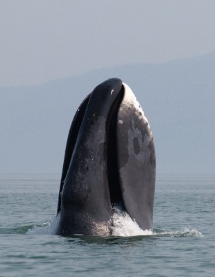 Studies have shown that noise from seismic testing disrupt bowhead whale migration patterns. Photo: Wikipedia