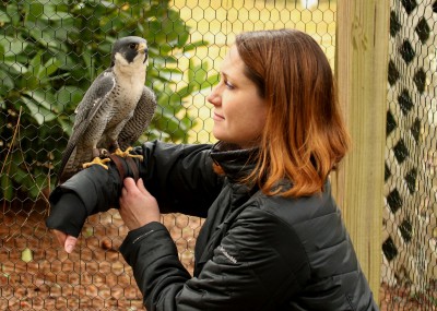 Breen with Phoenix the pereguin falcon. Photo: Sam Bland