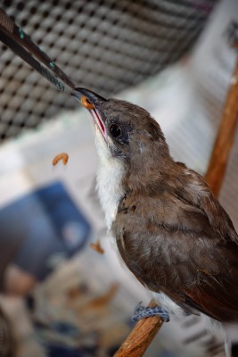 Baby birds must be fed around the clock and their staple food, live mealworms, are a pricey and perishable commodity. Photo: Mark Hibbs