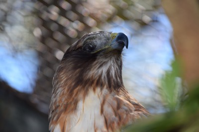 A raptor recovers in an outdoor enclosure. Photo: Mark Hibbs