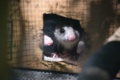 Opossums, North America's only marsupials, peer out of an enclosure. Photo: Mark Hibbs