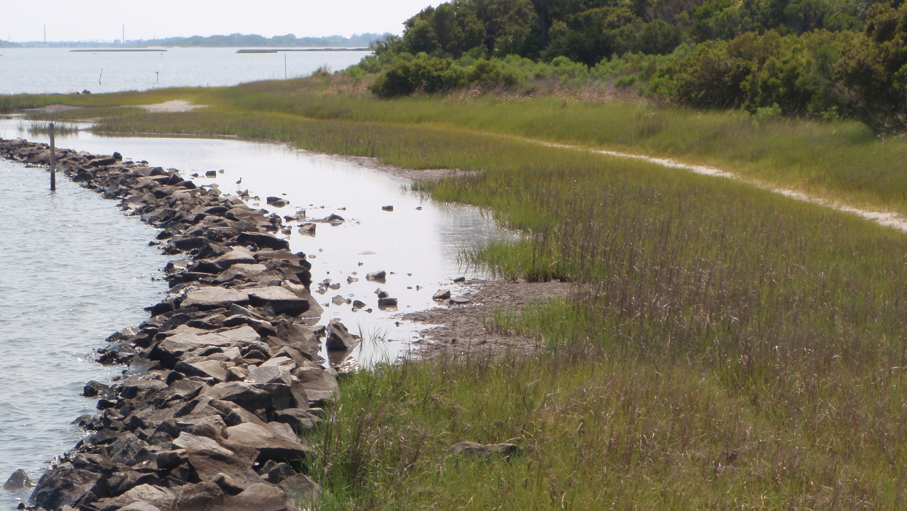 new-day-finally-dawns-for-living-shorelines-coastal-review