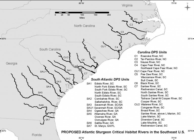 Feds: No New Rules to Protect Sturgeon | Coastal Review