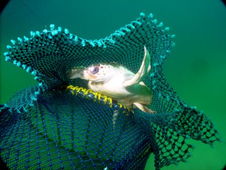 A sea turtle escapes a fishing trawl through an extruder device. Photo: Dan Foster, NOAA