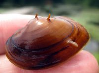 The Tar River spinymussel is one of only three freshwater mussels with spines in the world and it is found solely in the Tar and Neuse river systems. Photo: USFWS