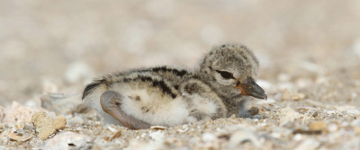 Piping plover chicks require open, sandy beaches. Photo: N.C. Audubon