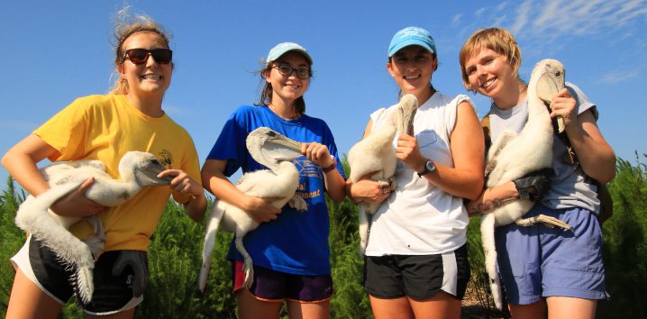North Carolina Coastal Federation summer interns, from left, Kat Vayda, Maddie Fisher, Alison Andrews and Ginny Crothers band pelicans on New Dump Island. Photo: Sam Bland