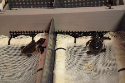 Two turtles, found on Emerald Isle, are housed in a tank, where they are slightly submerged in water by mesh. Their left fins are underdeveloped and will require physical therapy. Photo: Ashita Gona.