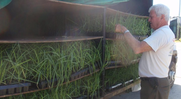 Carlton Campbell will receive a Lifetime Achievement Award for his pioneering work with marsh grass seedling. Photo: N.C. Coastal Federation