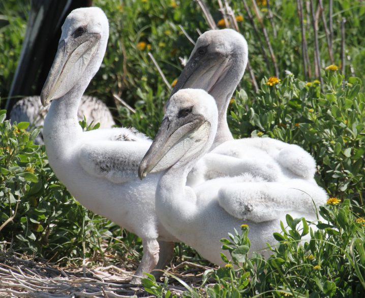 The young brown pelicans are downy white at this age. Photo: Sam Bland