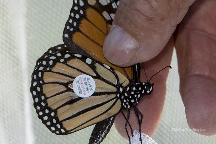 Following the Monarch Migration | Coastal Review Online
