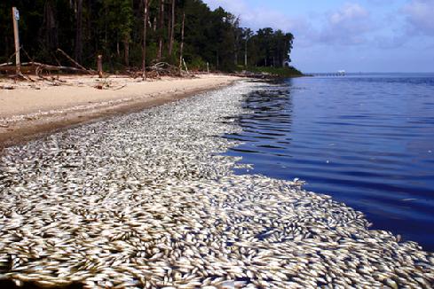 A fish kill in the Neuse River in 2003 was blamed on low oxygen resulting from nutrient pollution. Photo: N.C. Riverkeepers Alliance