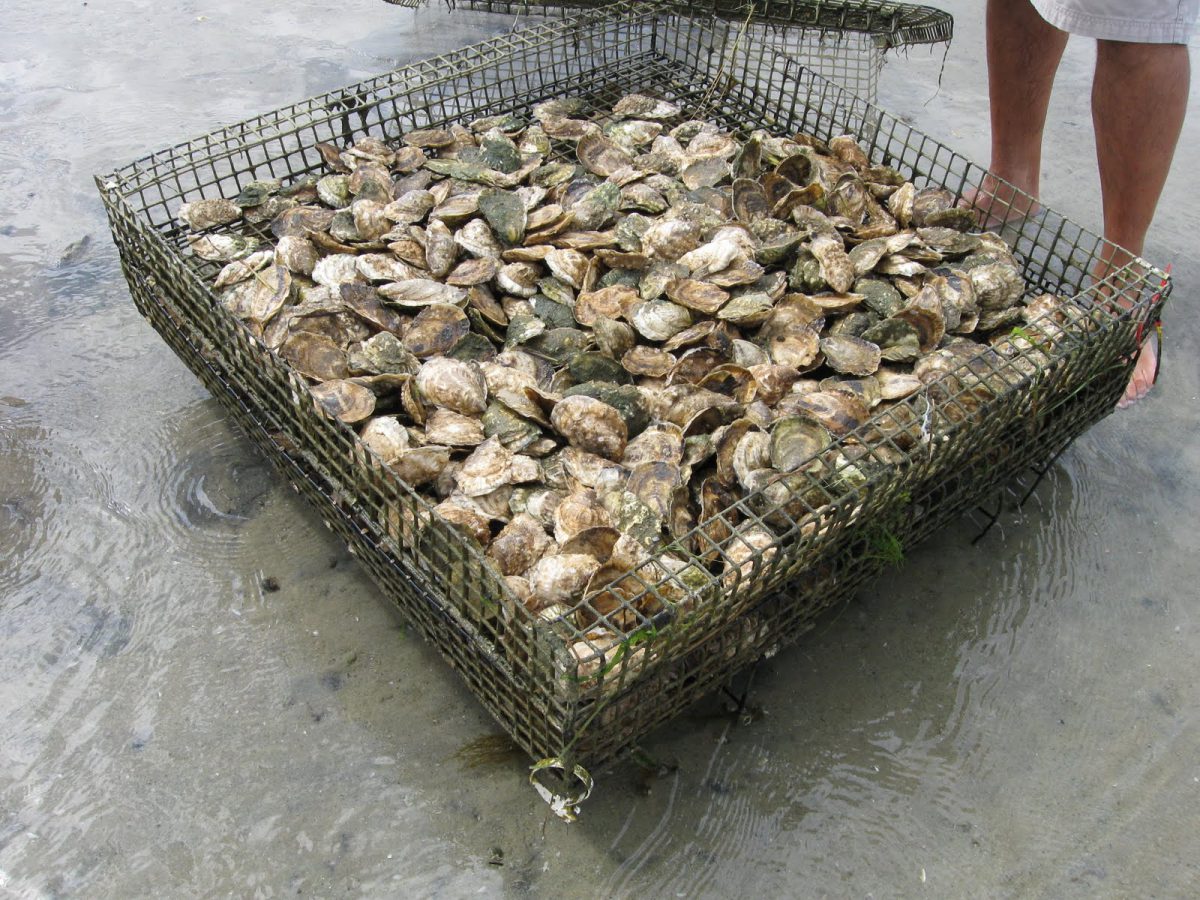 oyster-farms-offer-hope-for-future-coastal-review