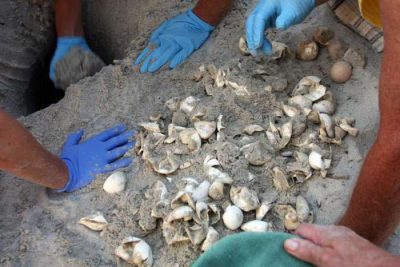 Volunteers count the number of hatched shells in a nest. Photo: Jacksonville.com