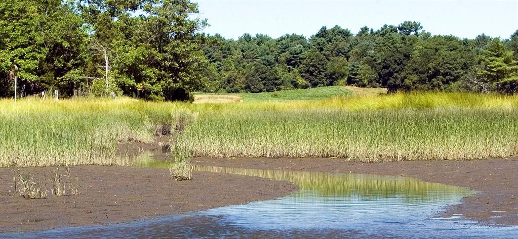 Input needed to steer Dare salt marsh conservation effort