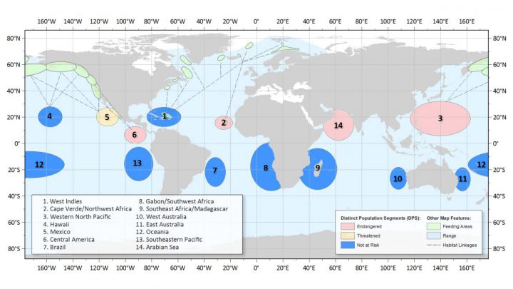 This map shows the distribution of the 14 identified humpback whale distinct population segments. Map: NOAA