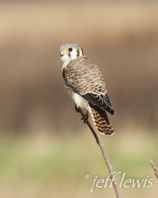 An American kestrel. Photo: Jeff Lewis