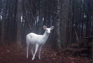 critter-camera-deer