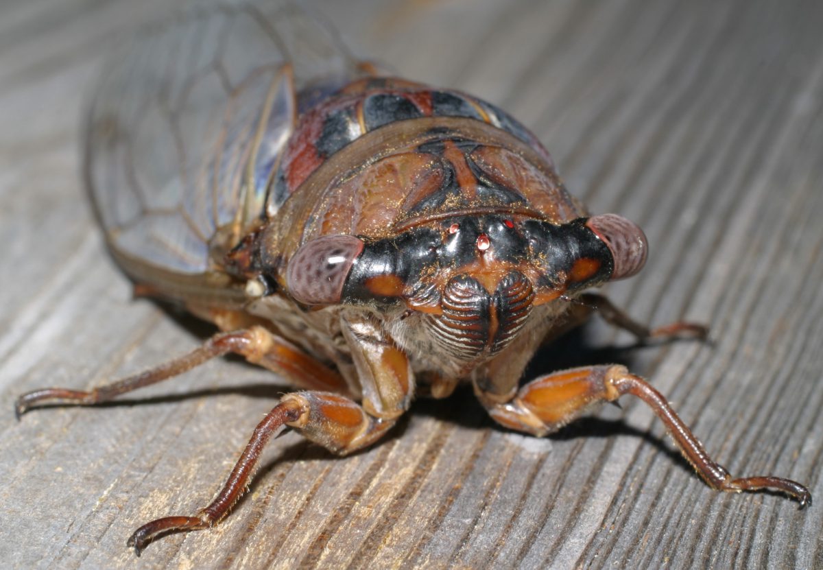 The cicada's three small, simple eyes are visible in between its two large, compound eyes. Photo: Sam Bland